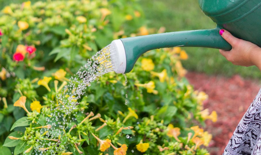 watering garden